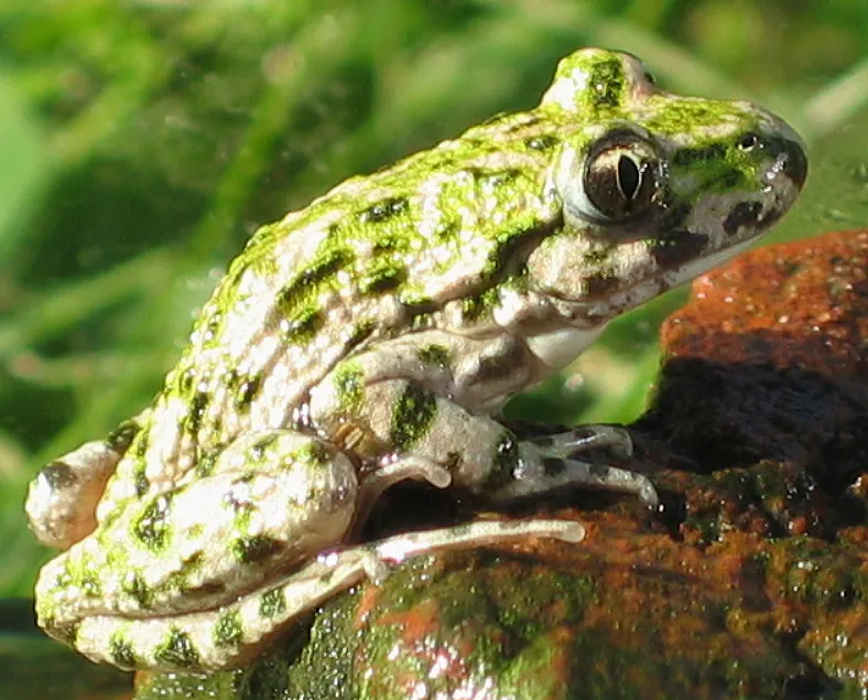 A common parsley frog seen from the side, showing its vertical pupil and mottled skin.
