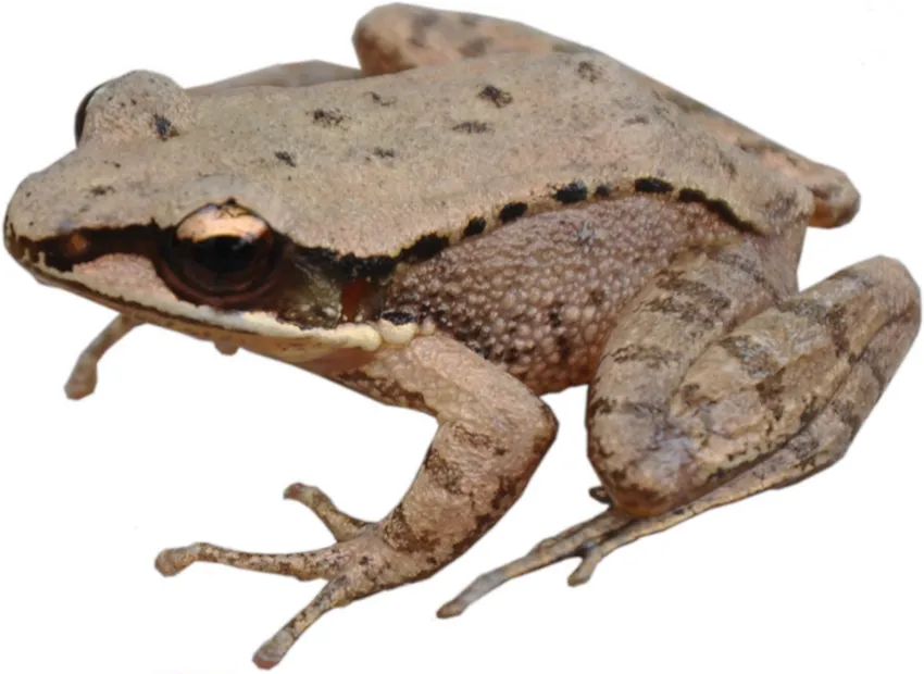 A concave-eared torrent frog photographed on a mossy rock surface near a mountain stream.