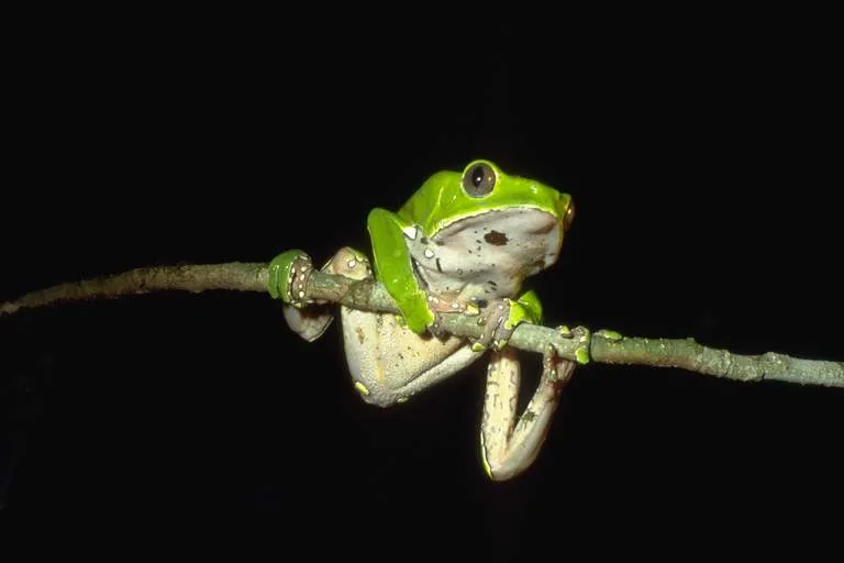 A giant leaf frog, Phyllomedusa bicolor, showing its waxy green back and white underside on a branch.