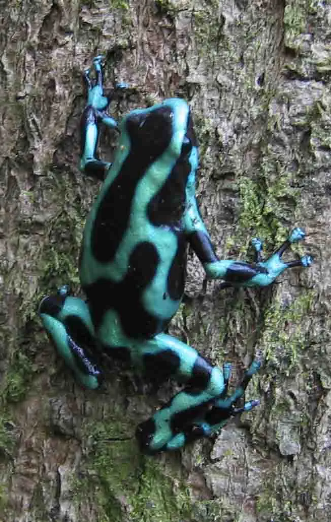 A green and black poison dart frog with mottled coloring photographed in Panama.