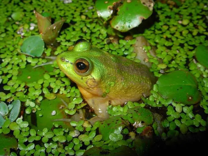 Paradoxical frog resting at Estación Biológica El Frío, Apure, Venezuela