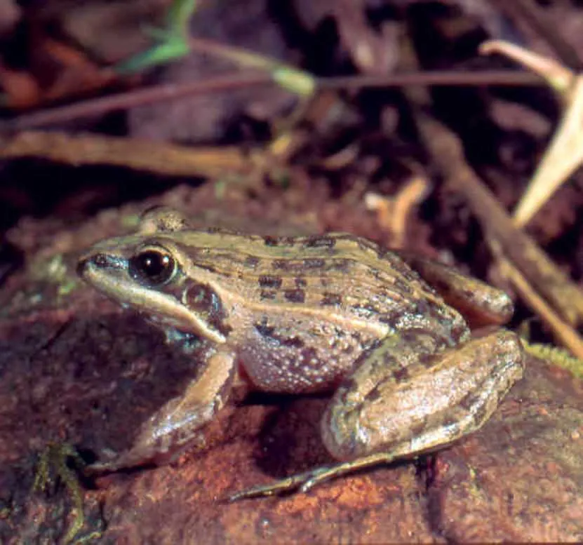 A brown Ptychadena mascareniensis grass frog with ridged skin folds and a pale vertebral line, photographed from above.