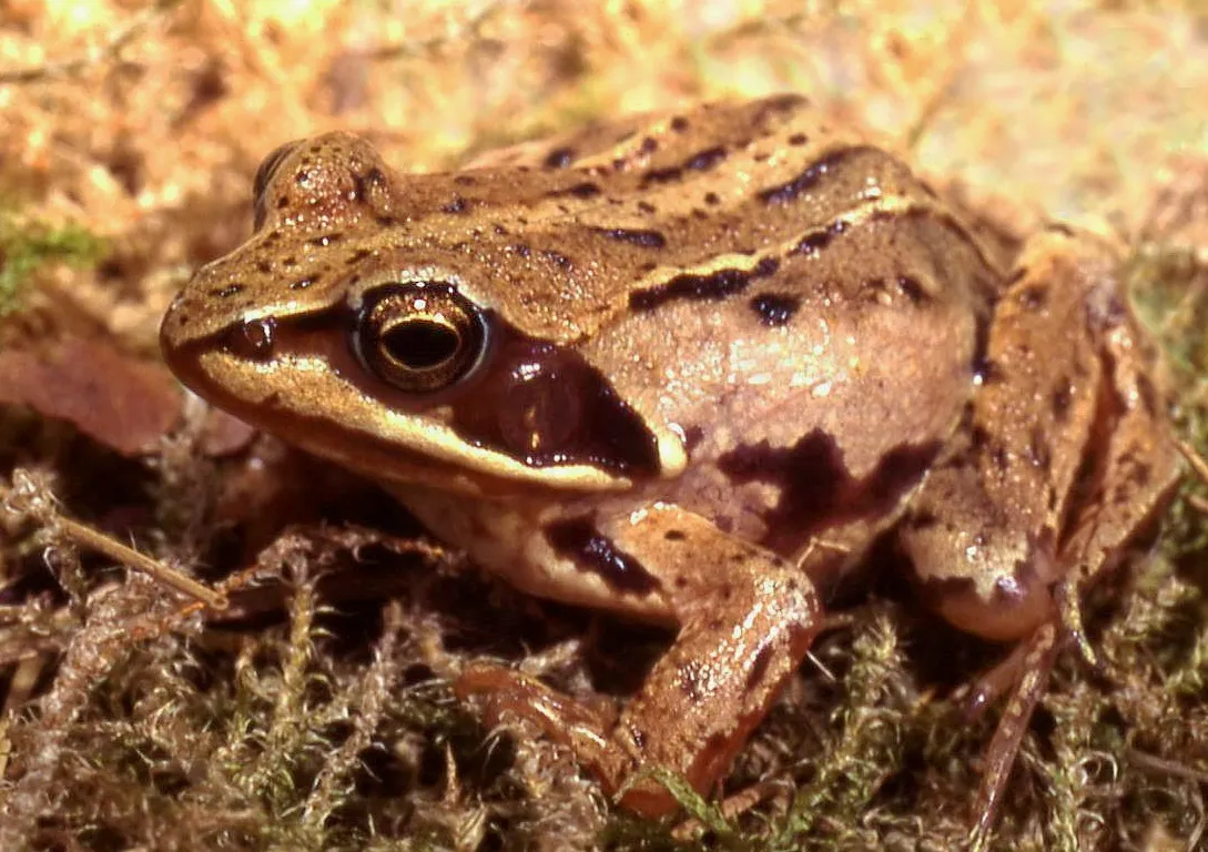 A pale-coloured young female moor frog photographed against a neutral background.