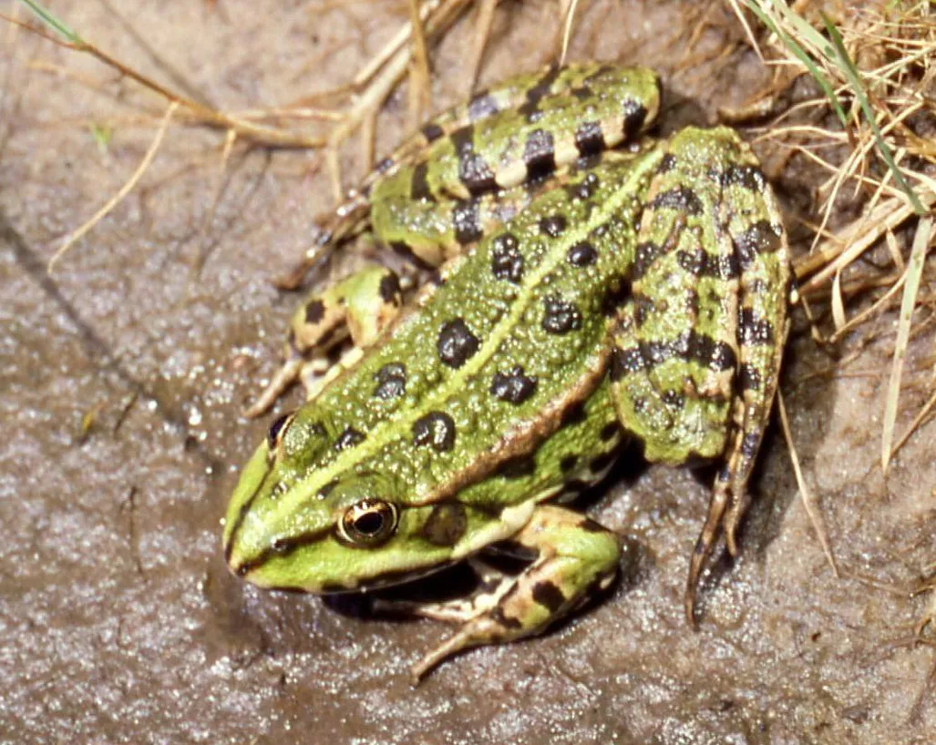 A grass-green marsh frog with long hind legs resting on the ground.