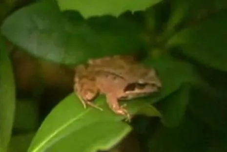 A brown Asiatic grass frog with dark spots resting on the ground.