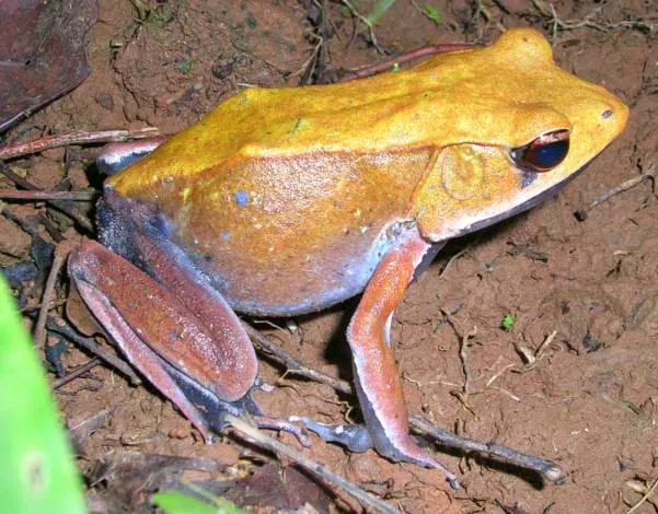A bicolored frog (Clinotarsus curtipes) photographed in Wayanad, India.