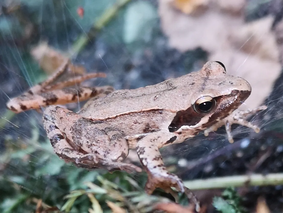 An Italian Agile Frog sitting on leaf litter in woodland near Udine, Italy.