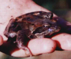 A long-legged wood frog (Rana macrocnemis) photographed as a specimen shot.