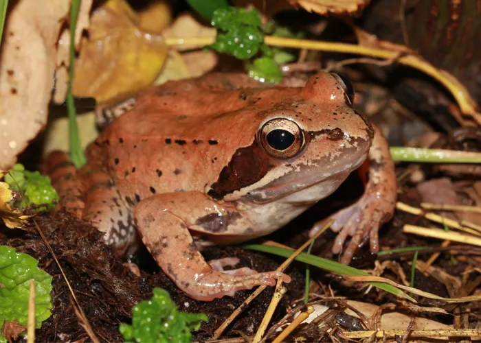 Rana pseudodalmatina frog photographed in Palang dareh, Mazandaran Province, Iran.