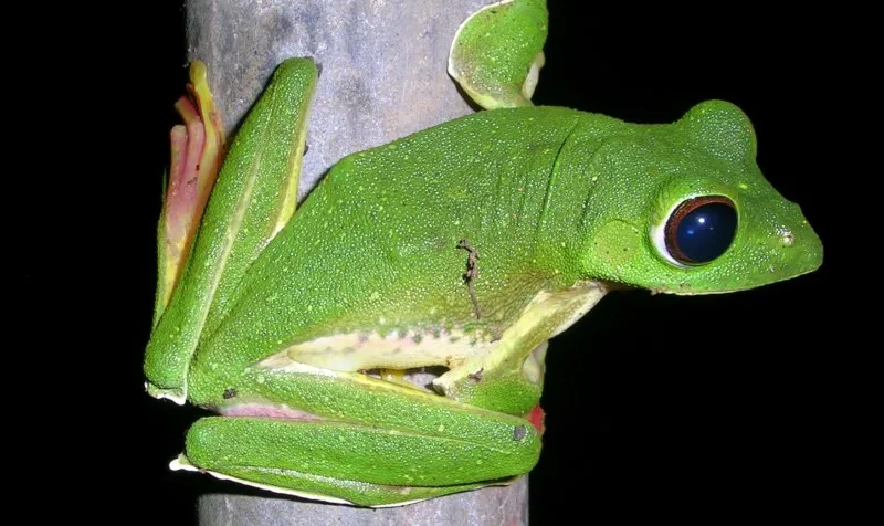 A male Malabar gliding frog (Rhacophorus malabaricus) photographed in Wayanad, India.