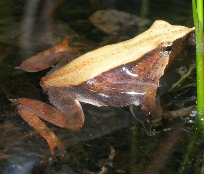 Darwin's frog, a small brown-and-green frog with a pointed, fleshy snout, sitting among leaf litter.