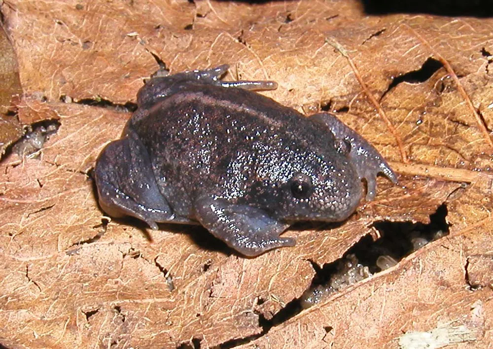 A juvenile Mexican burrowing toad, a recent metamorph photographed at Palo Verde Biological Station in Costa Rica.