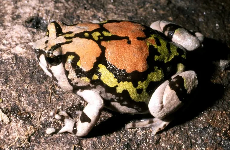 A small Scaphiophryne gottlebei frog photographed against a plain background, showing the mottled patterning typical of the species.