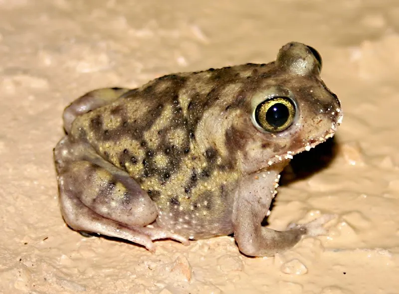 A mottled tan and brown Couch's spadefoot toad with large eyes, photographed at Amistad National Recreation Area, Texas.
