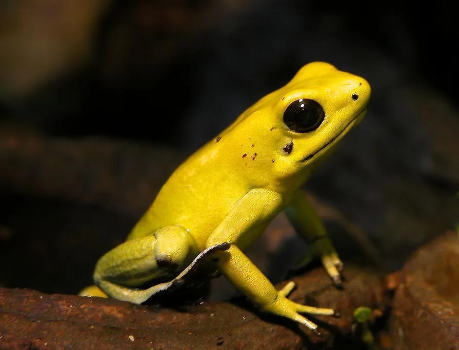 A bright golden-yellow Golden Poison Frog photographed against a plain background.