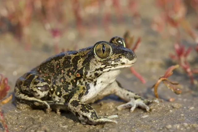 A Syrian spadefoot toad (Pelobates syriacus) photographed by F. C. Robiller.