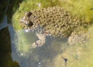 An Apennine yellow-bellied toad resting on damp ground, showing its mottled grey-brown back.