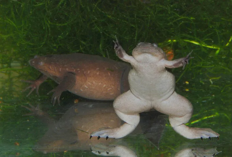A brown Western clawed frog with a flattened body and clawed hind feet, photographed from above.