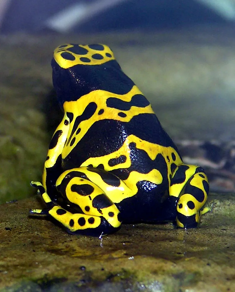 A yellow-banded poison dart frog with black-and-yellow banded skin, photographed at Bristol Zoo in England.