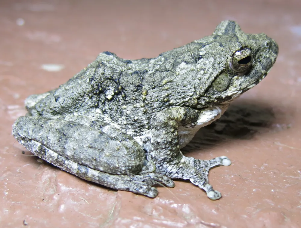 A picture of Grey Foam-nest Treefrog (Chiromantis xerampelina), of the family Rhacophoridae.