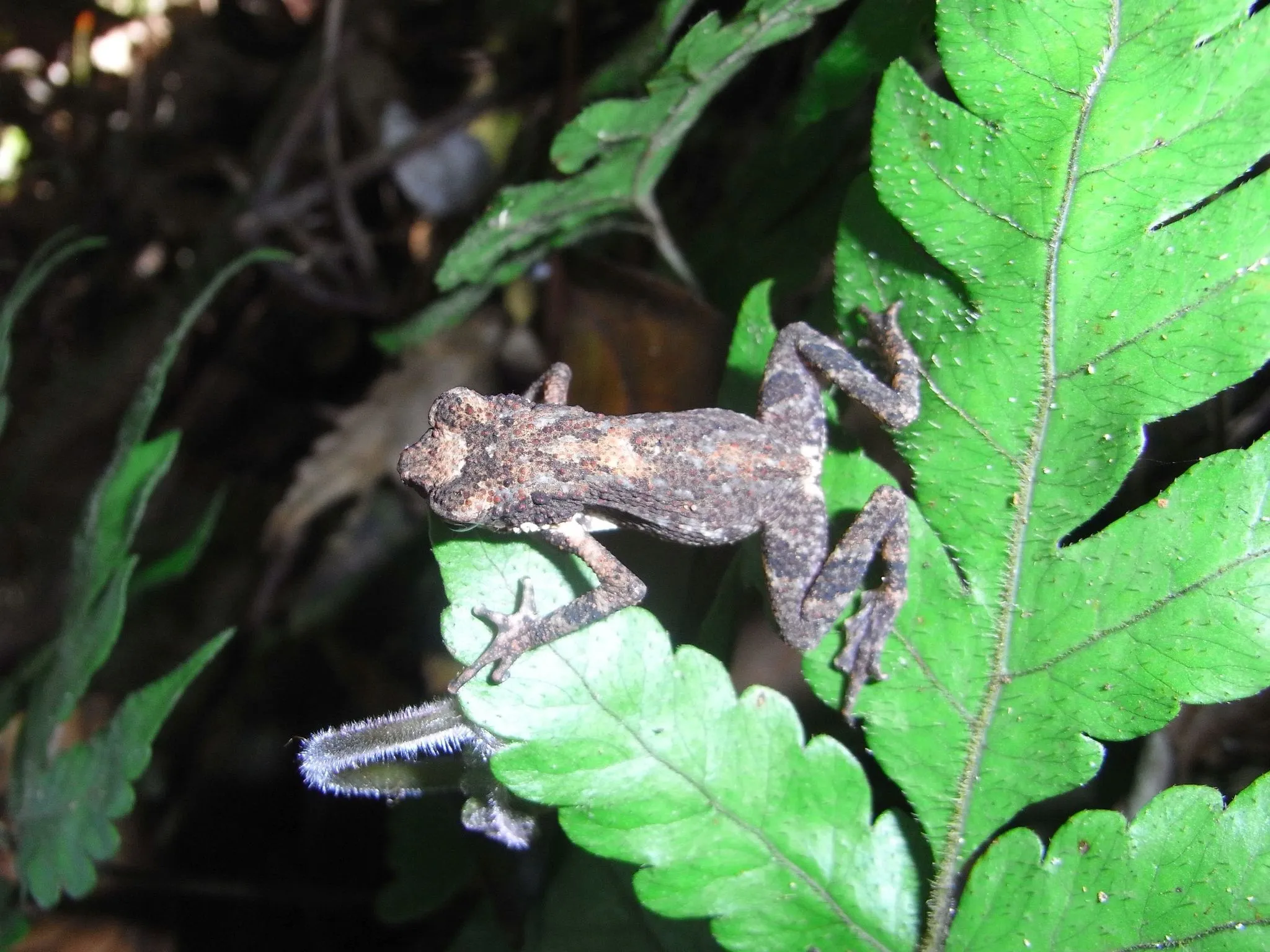 A Kelaart's dwarf toad photographed in Sri Lanka, a research-grade iNaturalist observation.