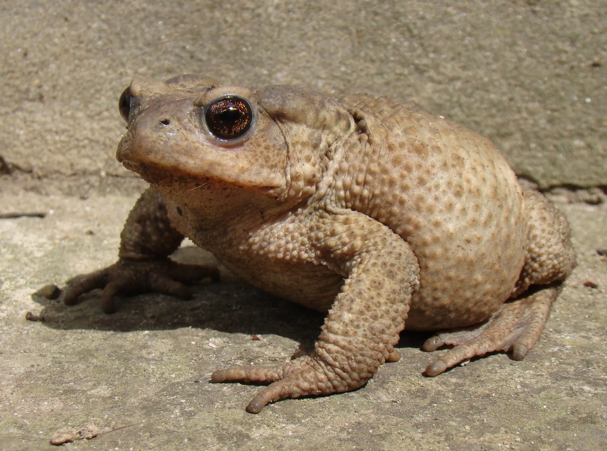 A picture of Caucasian Toad (Bufo verrucosissimus), of the family Bufonidae.