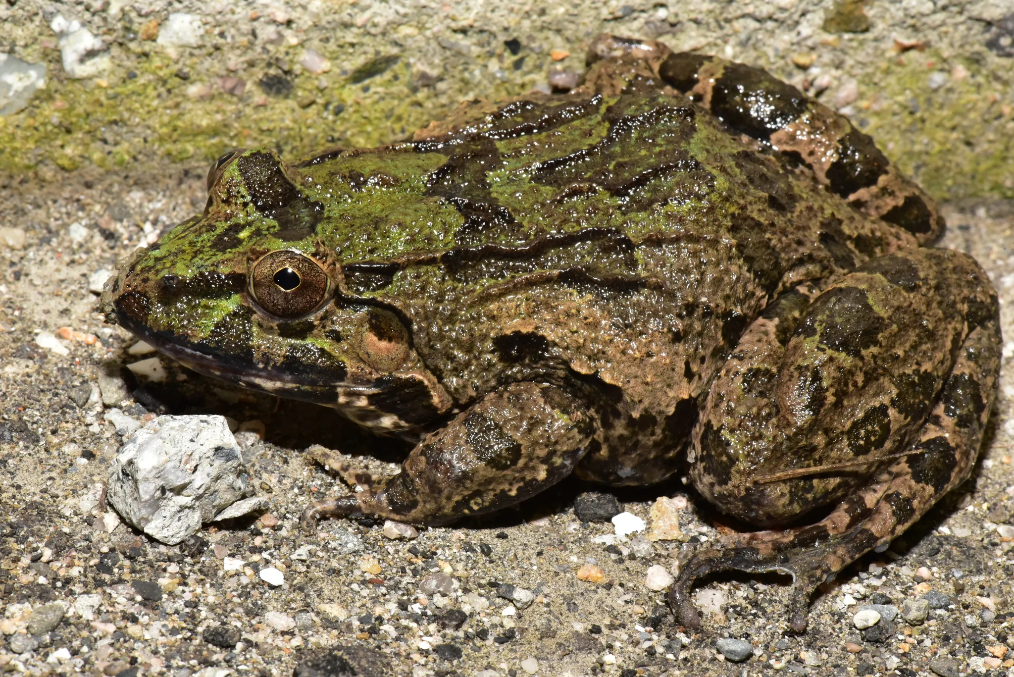 A picture of Crab-eating Frog (Fejervarya cancrivora), of the family Dicroglossidae.