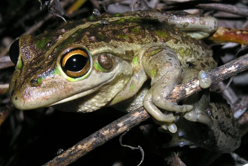 A picture of Bell Frog (Litoria moorei), of the family Pelodryadidae.