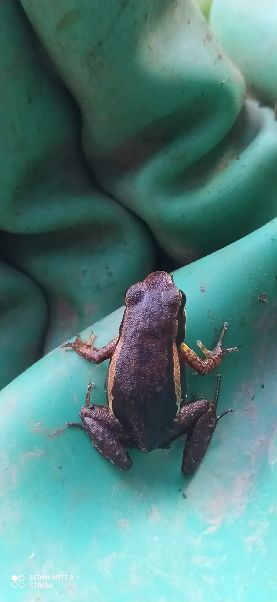 A small dark-brown Allobates niputidea frog with a pale dorsolateral stripe, seen from above on a leaf