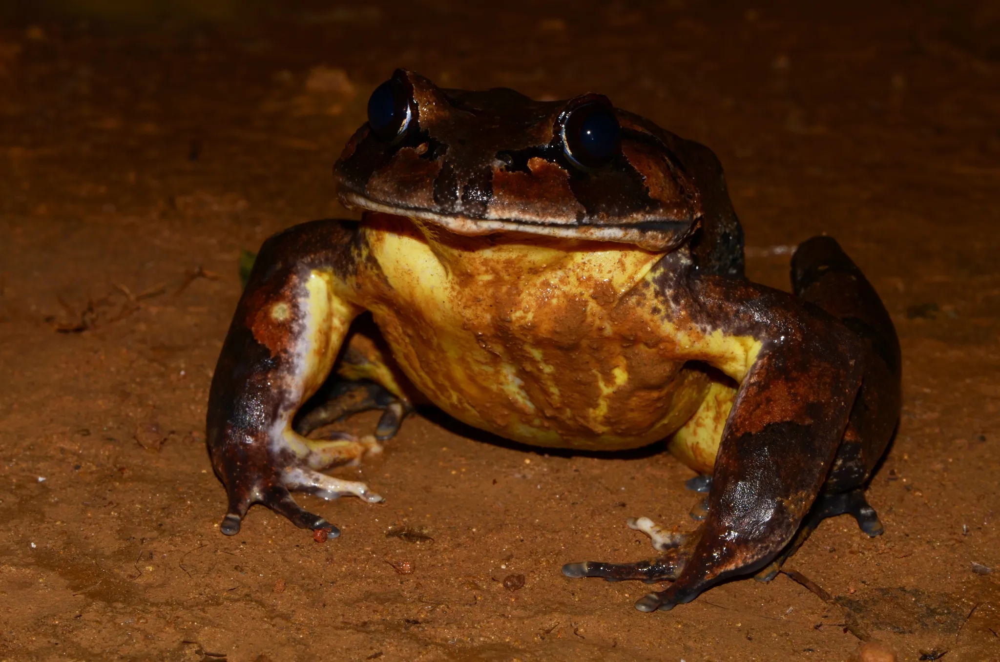A picture of Hairy Frog (Trichobatrachus robustus), of the family Arthroleptidae.