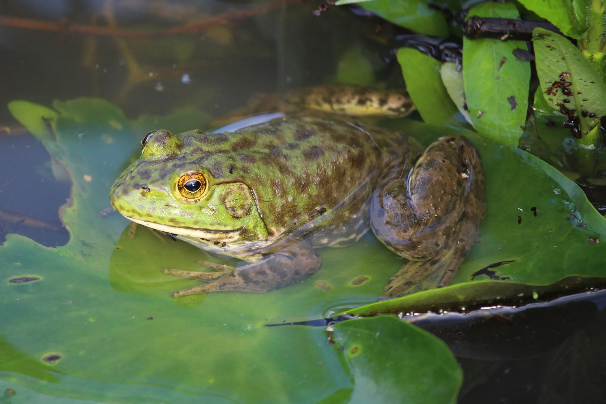 An American bullfrog resting on a lily pad in a pond, head and eye visible above the water