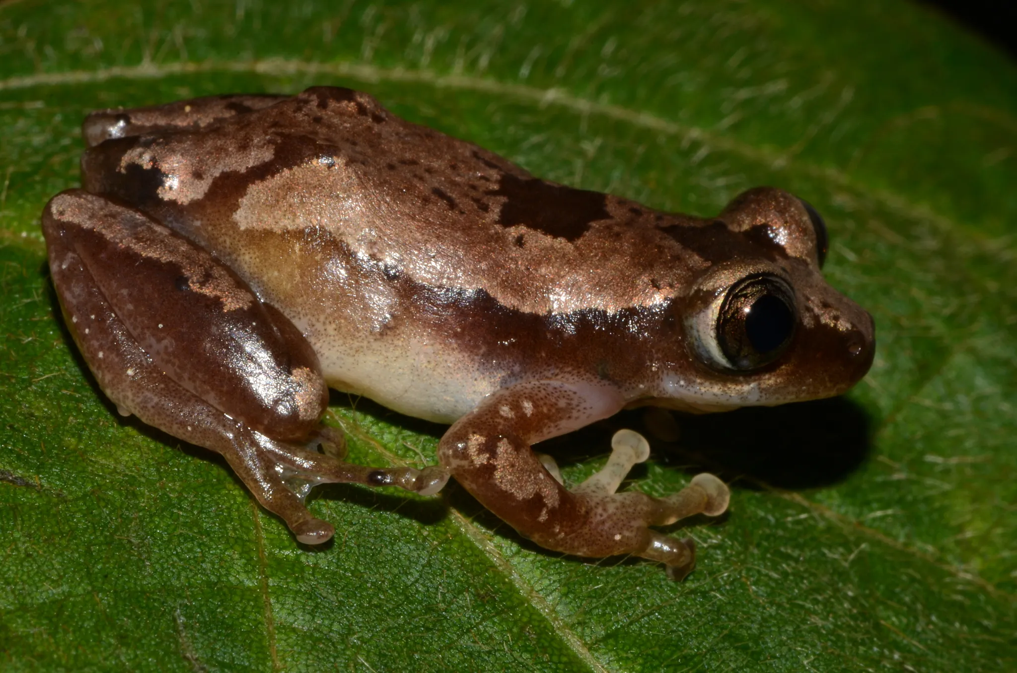 A picture of Brown Banana Frog (Afrixalus dorsalis), of the family Hyperoliidae.