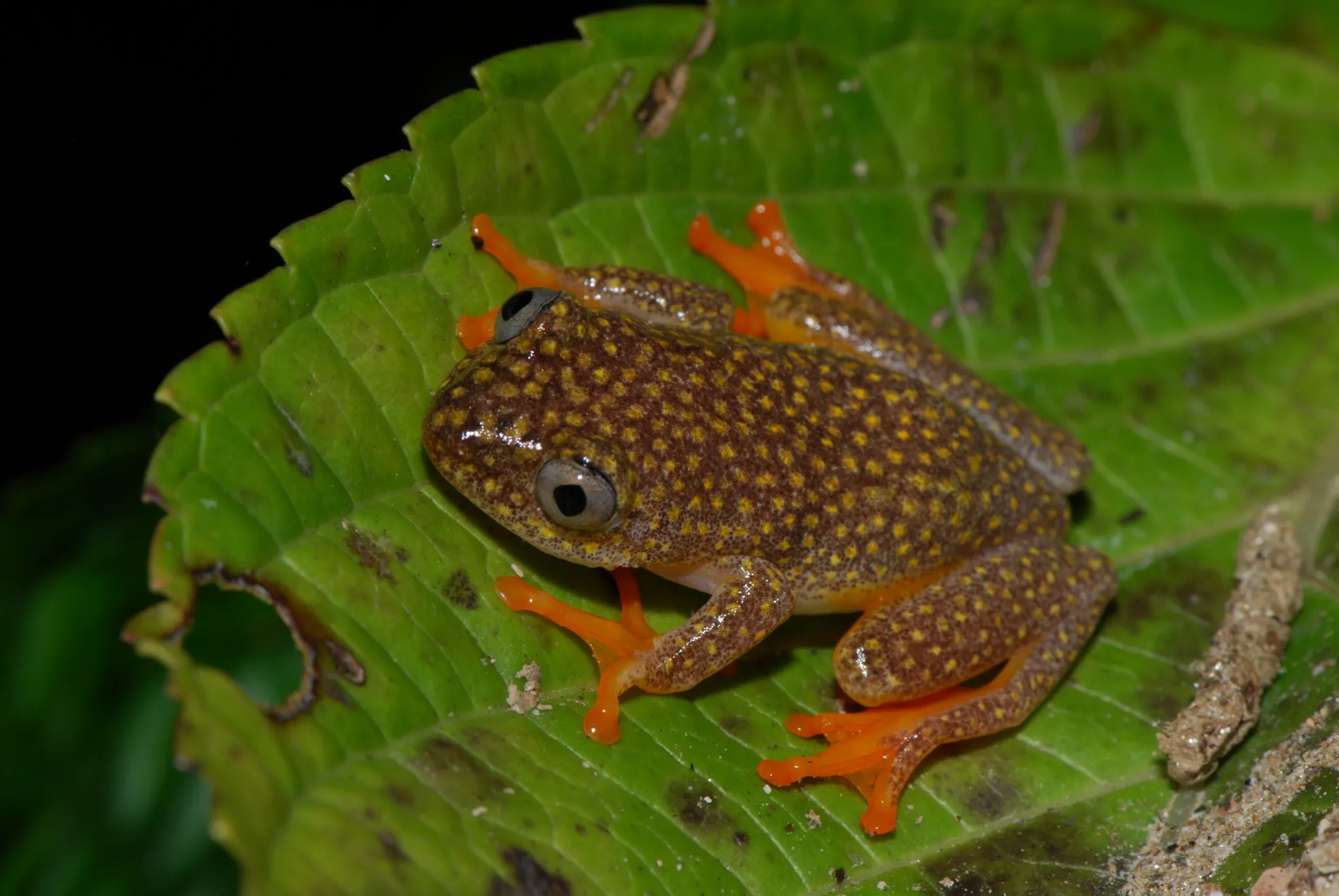 A picture of Whitebelly Reed Frog (Heterixalus alboguttatus), of the family Hyperoliidae.