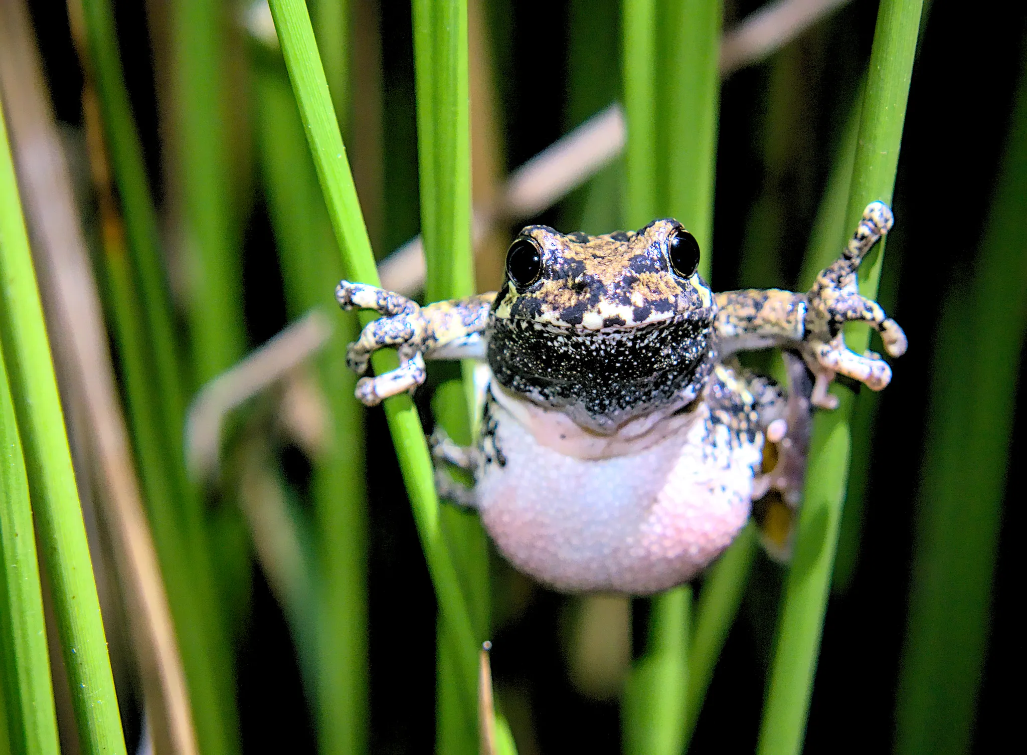 A gray treefrog clinging to reed stems, showing its mottled gray-green back and pale belly