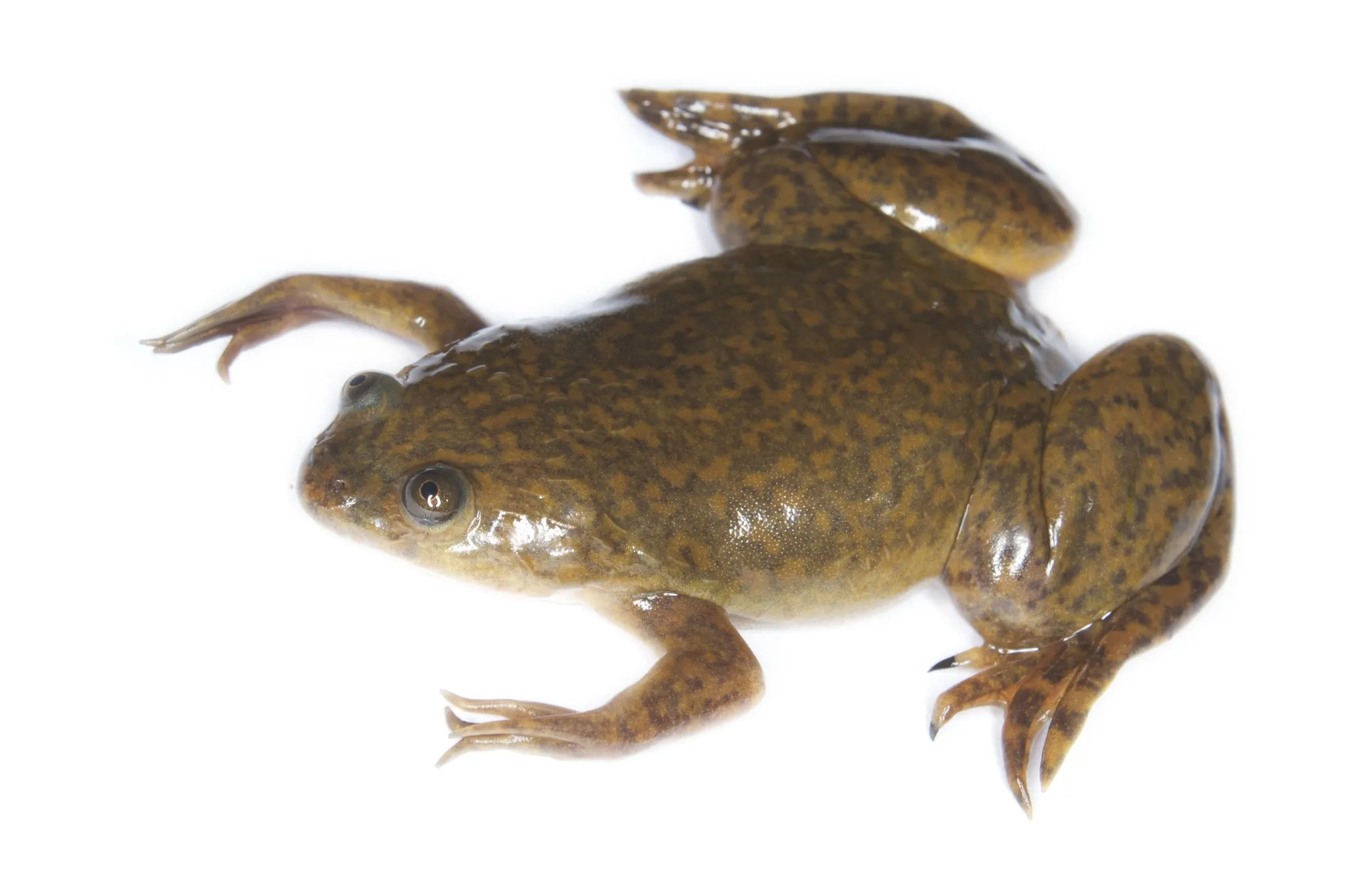 A picture of Clawed Frog (Xenopus laevis), of the family Pipidae.
