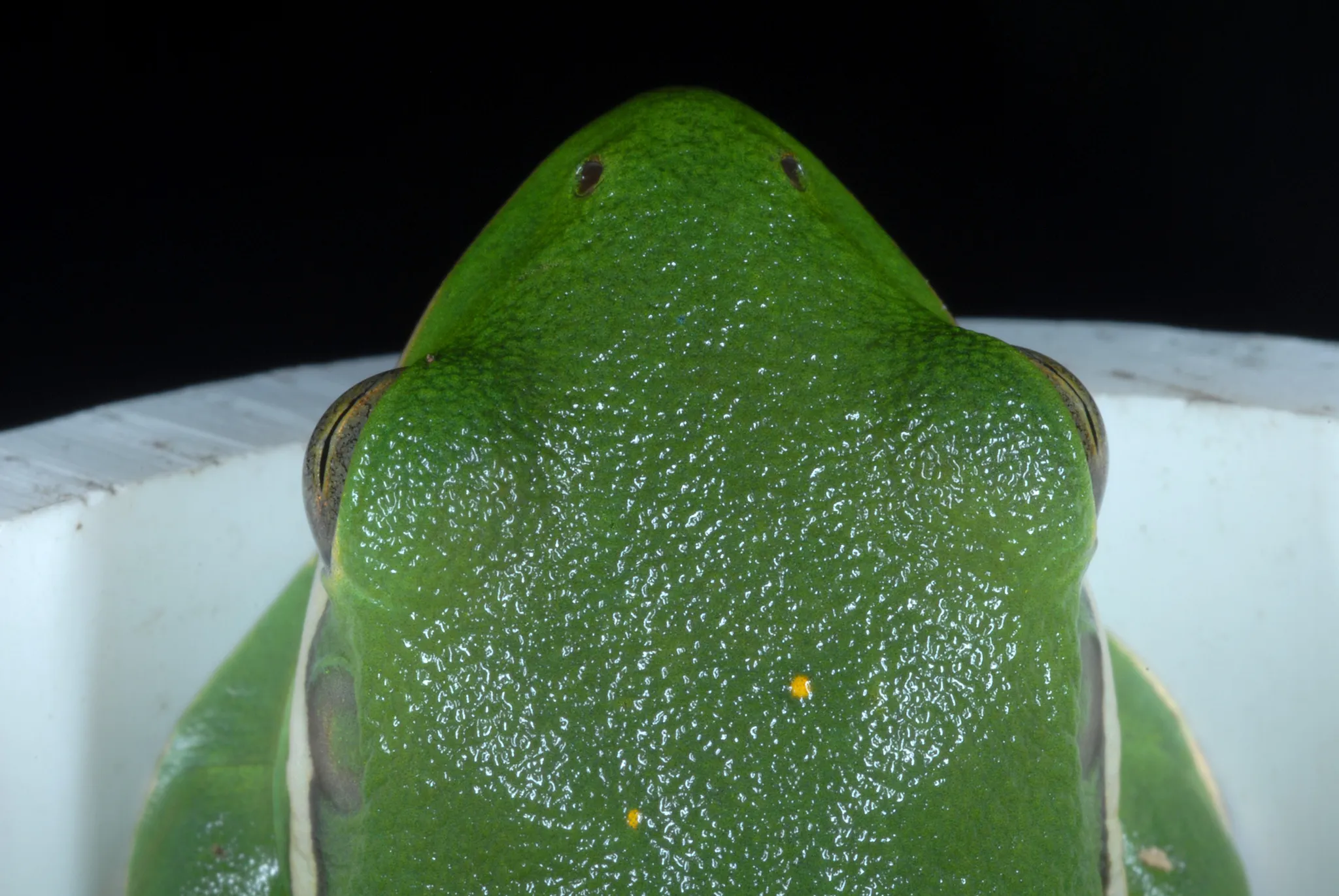 Close-up of an American green tree frog's bright green head and eyes.