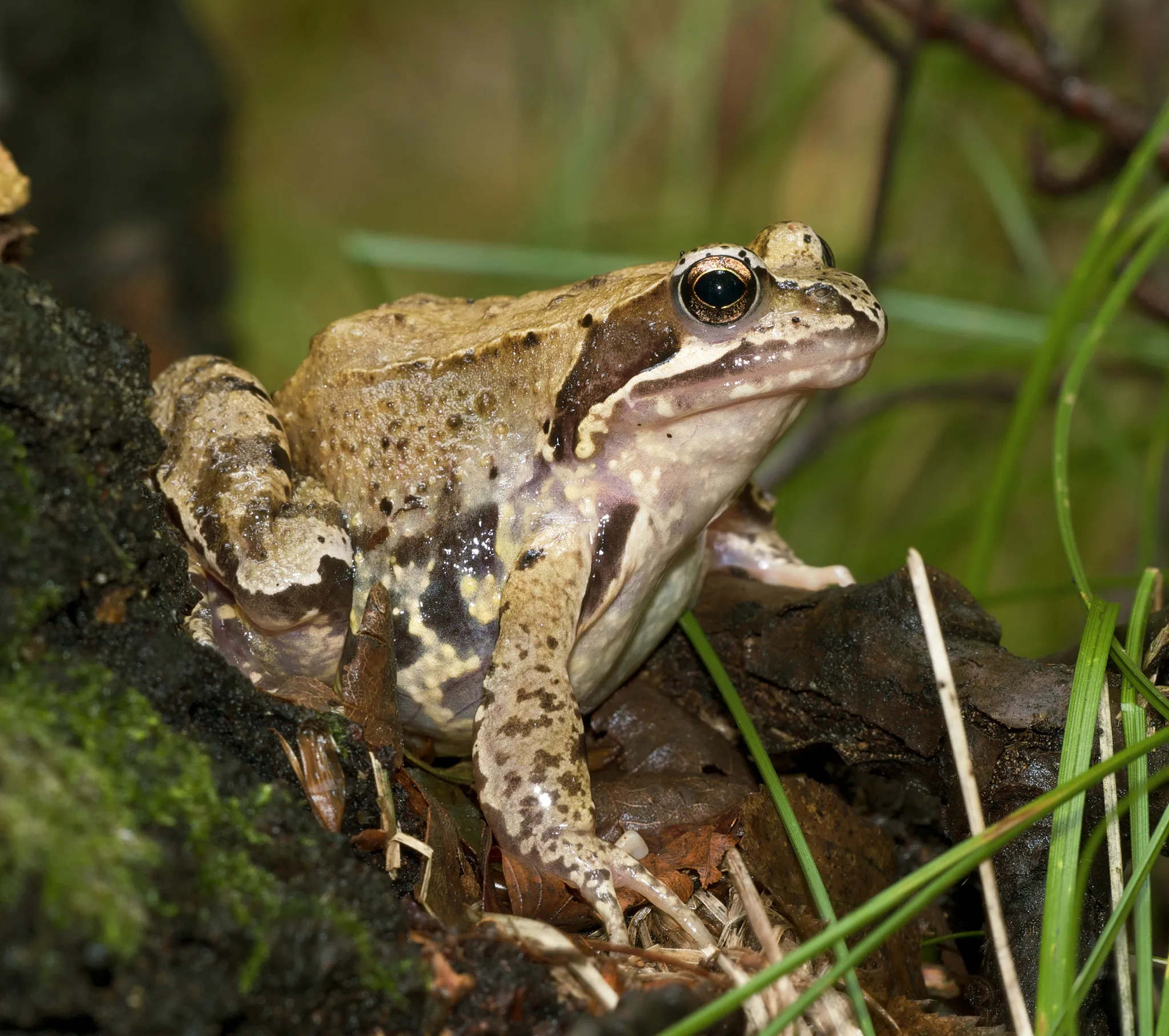 A picture of Common frog (Rana temporaria), of the family Ranidae.