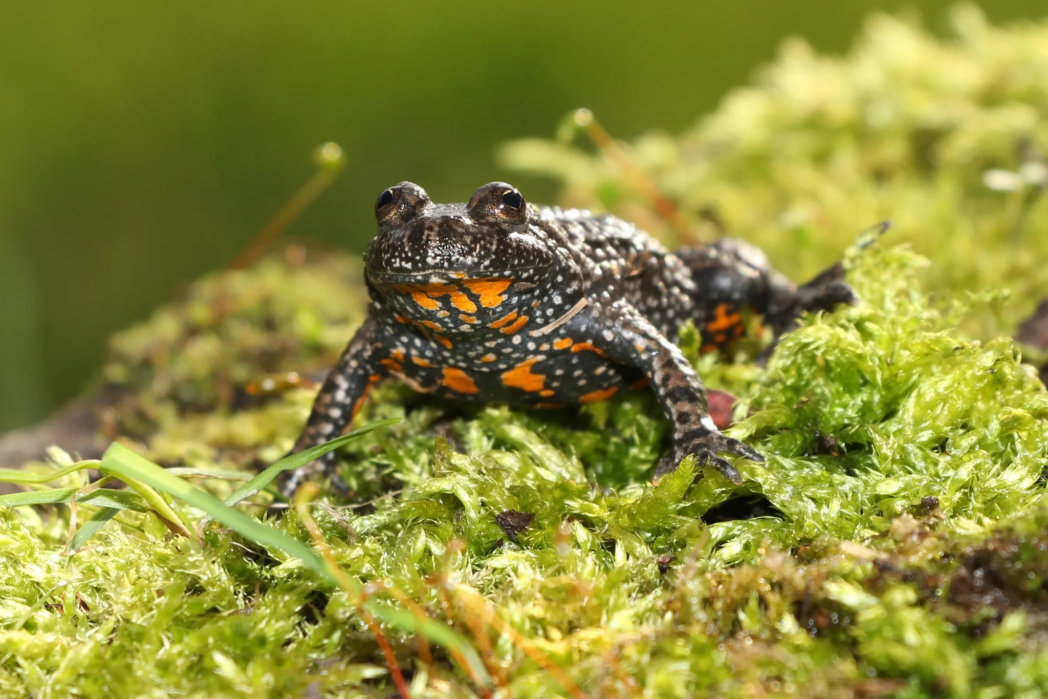 A picture of European fire-bellied toad (Bombina bombina), of the family Bombinatoridae.